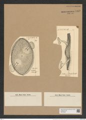 Kittonia elaborata Grove et Sturt. (de-Toni-Nr.: Genus 133, Species 3597) Zeichnungen Sammlung Grunow Nr. 7089 (NHMW-BOT-W0376042)